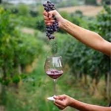 Wine MarcheT 2025 – Senigallia celebra i vignaioli indipendenti FIVI