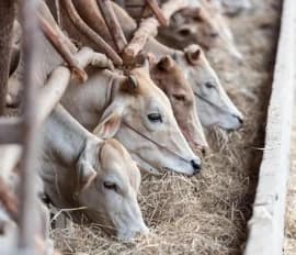 “BENESSERE ANIMALE”: AVVIO DEI PAGAMENTI INTERVENTO SRA30 - CSR MARCHE 2023-2027