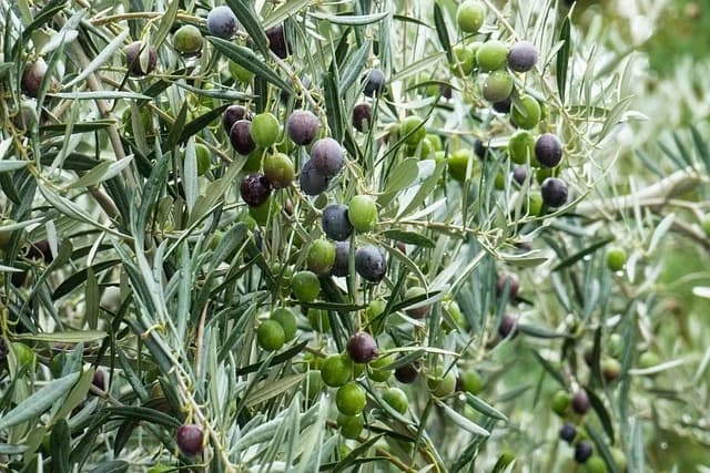 Coldiretti Ascoli Fermo, Aprol Marche: “Difesa della Dop e patto di filiera per promuoverla”